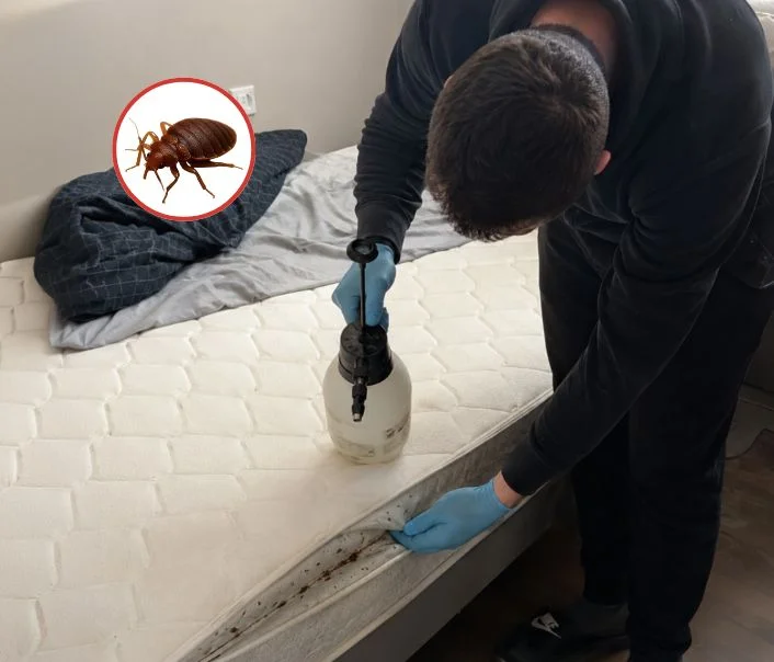 Technicien traitant un matelas contre les punaises de lit à Île-de-France
